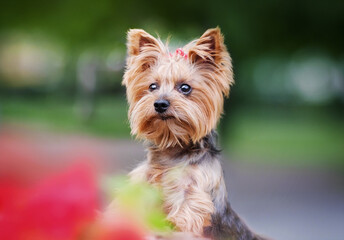 Yorkshire terrier with a bow on the background of the forest and red flowers put his paws and looks out