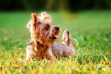 a small dog yorkshire terrier with a red bow on his head lies on a green lawn and shows his tongue on a hot summer day