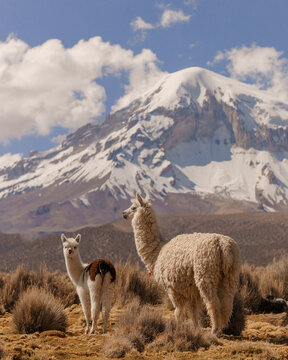 llama in the mountains