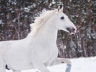 portrait of a white horse trotter merrily runs free through large snowdrifts in a winter field
