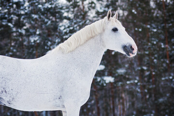 white horse trotter with a pink nose in the winter forest