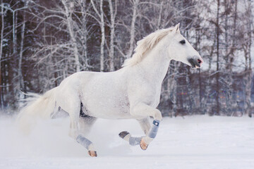 Obraz na płótnie Canvas a white horse trotter merrily runs free through large snowdrifts in a winter field