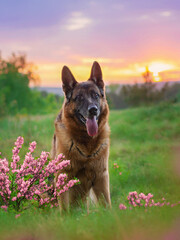 dog german shepherd sits in pink flowers at sunset against a blue purple pink and yellow sky
