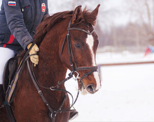 Obraz premium a red horse receives praise from his rider for a good job in the winter field
