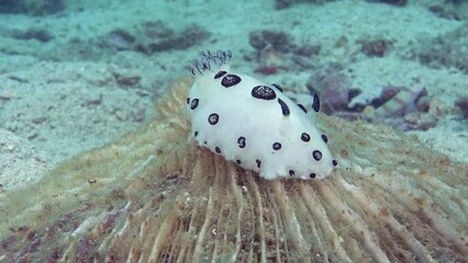 Mourning Jorunna Jorunna funebris IP, 150 mm.
ID: white with large grey spots, dark rhinophores.