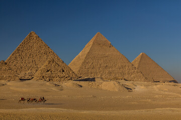 Camels in front of the Great pyramids of Giza, Egypt