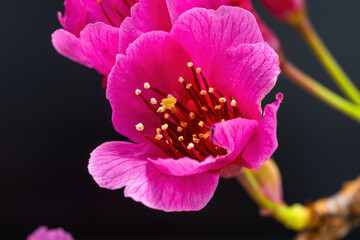 Prunus campanulata, is a beautiful pink flower that also blooms at the beginning of spring