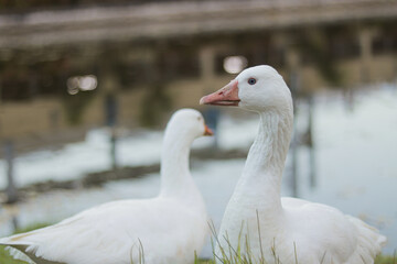White geese near lake