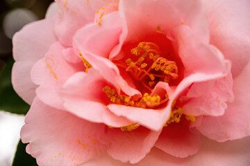 Japanese Camellia, blooming an the beginning of spring