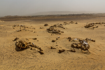 Animal bones in a desert near Bahariya oasis, Egypt