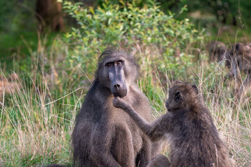 chacma baboons grooming