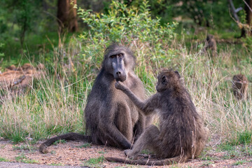 chacma baboons grooming