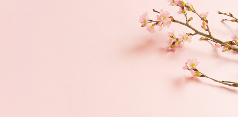 Cherry blossom background material. Cherry blossoms on pink background. 桜の背景素材。ピンク背景上の桜の花 