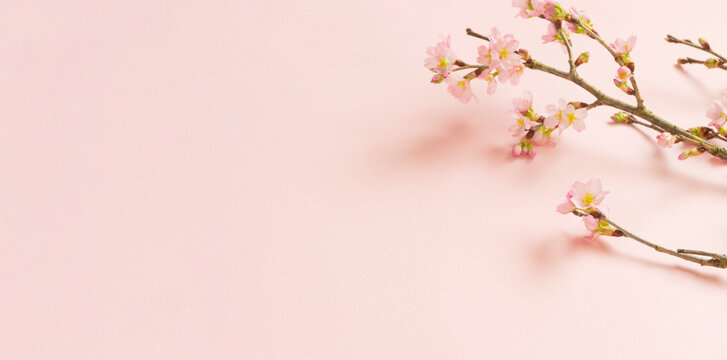 桜素材 Images Browse 217 Stock Photos Vectors And Video Adobe Stock