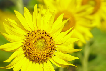 Asian Woman 40s LGBT transgender express feeling Happy Smile fun under sunshine in Sunflower yellow