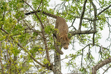 Fototapeta na wymiar African leopard in a tree