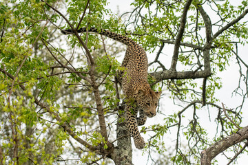 African leopard in a tree © Tony Campbell