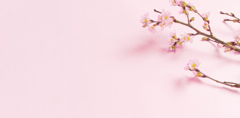 Obraz na płótnie Canvas Cherry blossom background material. Cherry blossoms on pink background. 桜の背景素材。ピンク背景上の桜の花