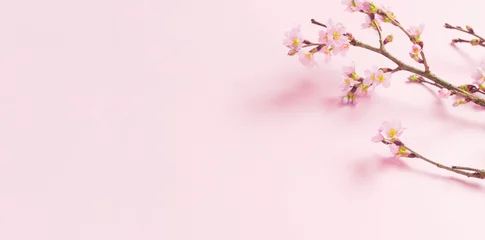Foto auf Acrylglas Cherry blossom background material. Cherry blossoms on pink background. 桜の背景素材。ピンク背景上の桜の花 © Kana Design Image
