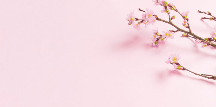 Cherry blossom background material. Cherry blossoms on pink background. 桜の背景素材。ピンク背景上の桜の花