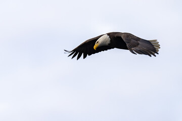 Adult Bald Eagle in Flight Virginia