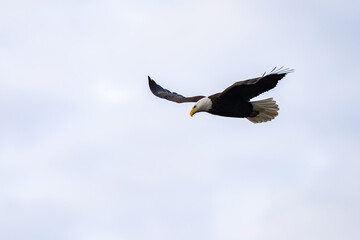 Adult Bald Eagle in Flight Virginia