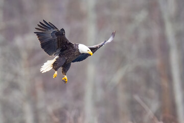 Adult Bald Eagle in Flight Virginia