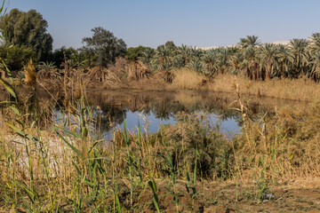 Small pond in Dakhla oasis, Egypt