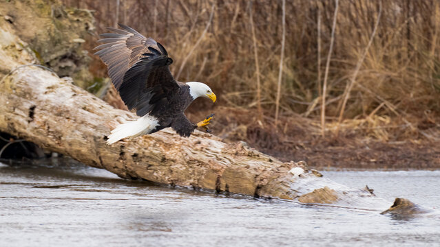 Adult Bald Eagle in Flight about to land on long with talons out