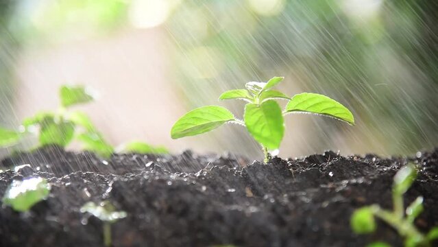 sacred basil sprout in the soil in rain