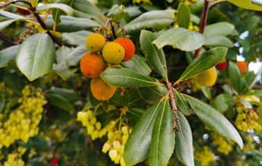 Corbezzolo Arbutus unedo frutti maturi sui rami dell’albero