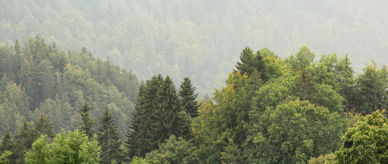 Forest Landscape