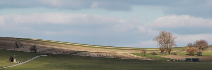 Field And Trees