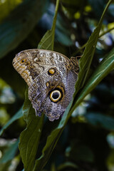 Obraz premium butterfly on leaf