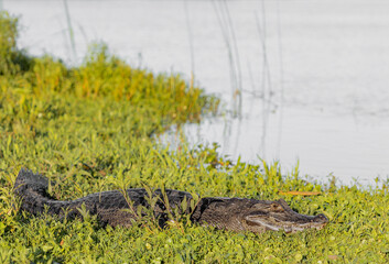 Caiman yacare resting on grass in the shore of the river. Ibera Wetlands, Argentina.