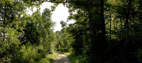 Forest Road