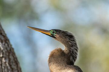 An anhinga portrait 