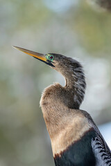 A close-up anhinga headshot 