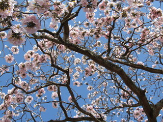 cherry blossom in spring