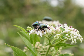 Cetonia aurata, beetle also called rose chafer or the green rose chafer