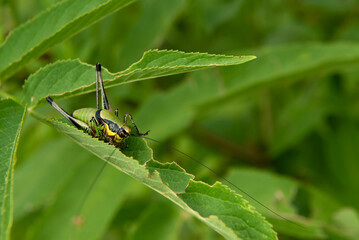 Green grasshopper on a plant