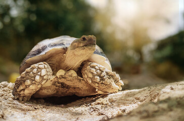 tortoise , land turtle in nature