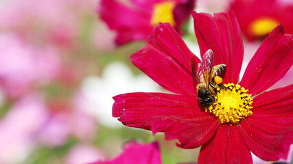 Bumblebee and red flowers. Bees sucking nectar from a beautiful crimson cosmos flower on a nature...