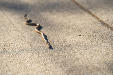 Fototapeta na wymiar Young Pacific gopher snake (Pituophis catenifer catenifer) slithers along the path.