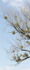 Close Up Of Tree Branches