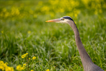 Close up of Great blue heron (Ardea cinerea). Great blue heron standing in green grass with yellow flowers.