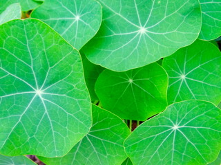 Round leaves of nasturtium. Green background with fresh leaves of decorative plant (Tropaeolum majus), taken in Brazil.  
