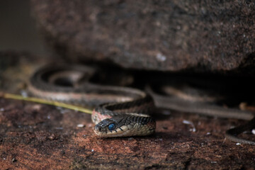 a snake beginning to molt