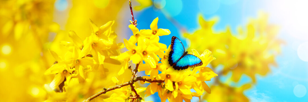 Beautiful branch of blossoming tree in spring with butterfly.