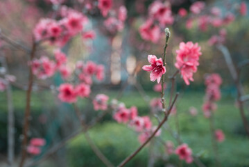 cherry blossom